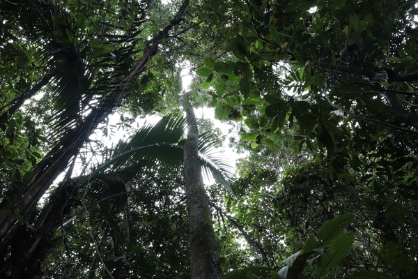 Regenwoud in Caqueta. Frauke Decoodt I