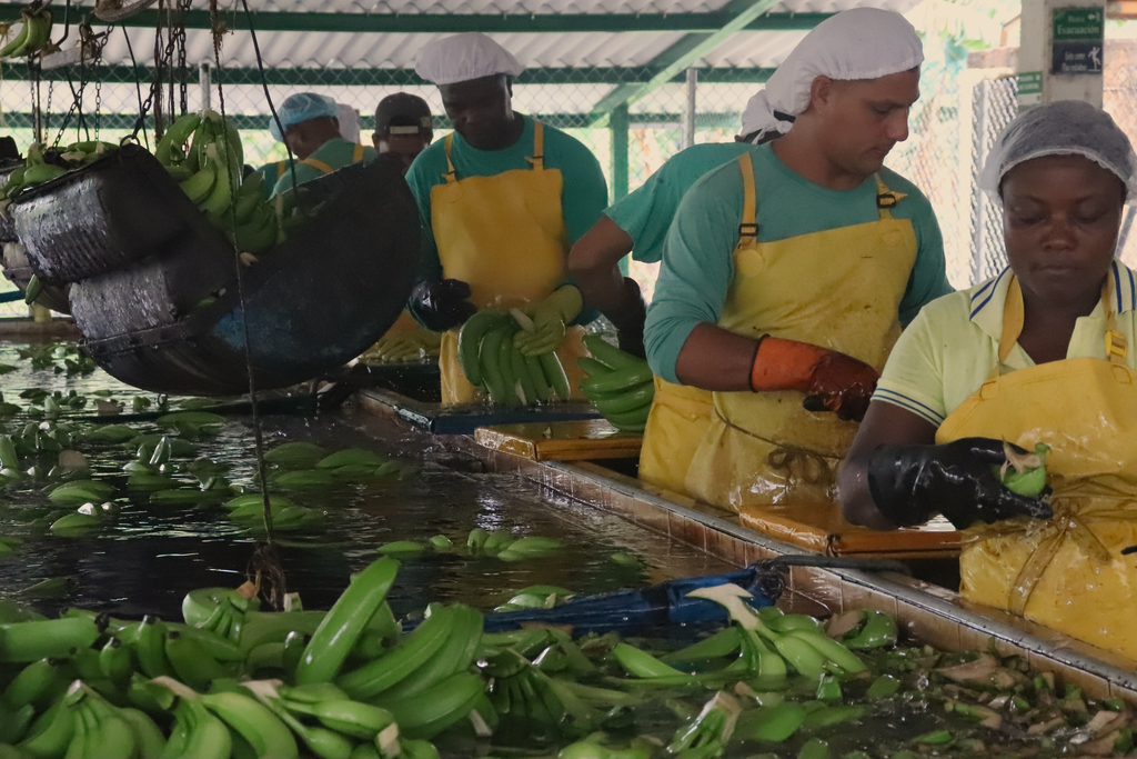 banana plantations colombia
